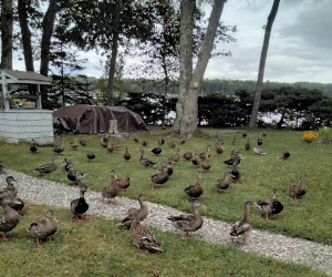 Ducks on Islesboro